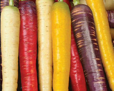 Rainbow Gourmet Mix Carrot Seeds (All 4 Colors)